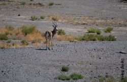 Goitered Gazelle