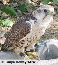 Saker Falcon